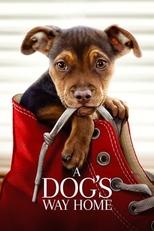 A Dogs Way Home (2019) Dual Audio | Hindi Full Movie Web-DL [900MB]